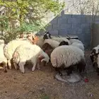 طليان ورخال نعيمي