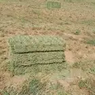 متوفر لدينا برسيم صافي