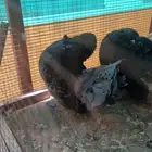 جوز حمام فاخر تم البيع خارج الموقع