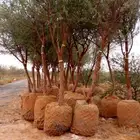 اشجار بأنواعها ( طلح نجدي -وقرض -وسدر- وبركنسونيا   نجران