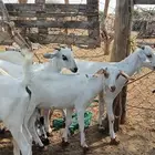 جفار بيشيات فواخر