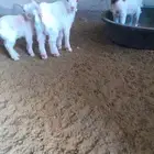 تيوس قزميه