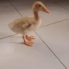 بطه صغير أليف مع الأطفال