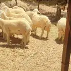 خرفان حريات خدمة سلخ و توصيل