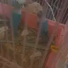 جوز فشراسوم 250 جوز روز مولفات 350