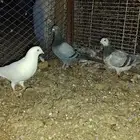 حمام زاجل للبيع