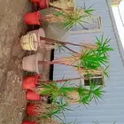 اليوكا اشجار أطوال مختلفه