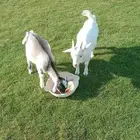 ماعز قزمي 2 ذكر عمر 4 شهور 1200