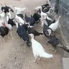 رومي للبيع