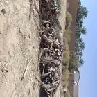 سعف نخل كميه كبير اخضر وناشف