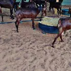ماعز جنوبي دهم