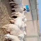 طليان