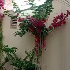 استاندات للجهنميه والاشجار المتسلقه واشجار الزينه