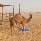 بكره هجن   للبيع سلاله فل وطيبه الموقع الأحساء
