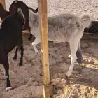 معاز مضاريع للبيع