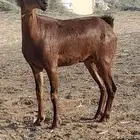 جفره جنوبيه