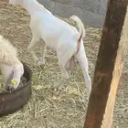 تيوس للبيع
