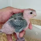كايك وايت بيلي