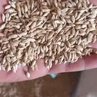 بذر شعير