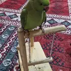 دره اليف