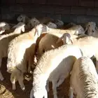 طليان جبره وطيبات بالحيل