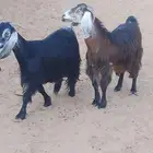 معزا عوارض مضاريع