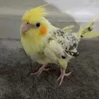 كروان صغير