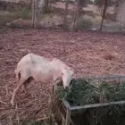 نعجة السن لفاف سليمة