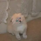 سكوتش فولد هملايا بسعر مخفض