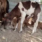 طليان سواكن نظيفه ومشروطه