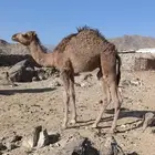 حاشي لباني نظيف وطيب