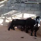 معزا عوارض للبيع