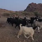 مراح معزا عوارض منوة القناي