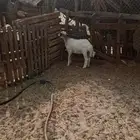 خروف حري