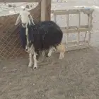 رخل ثنيه