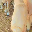 خرفان حريات للبيع خدمة سلخ و توصيل