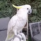 كوكاتو سلفر كريستد اليف للبيع