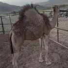 حاشي للبيع