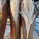 لقاح نخل