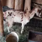 عنز للبيع
