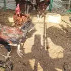 ديك بلدي صافي
