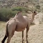 ناقه