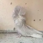 جاكوبين