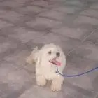 كلب للبيع