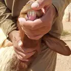 بيعت الله يبارك له ثنيه والد