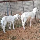 دواغير سوق الجربوع