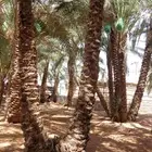 نخل - نخيل