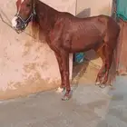 للبيع فرس واهو بنت مرجان الزبيز