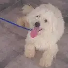 كلب شيواوا