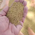 بذور بذر برسيم عربي بأرض مالح والماء هماج متحمل للملوحه